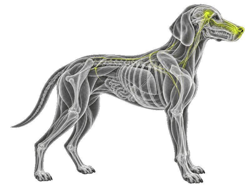 HOUND anatomy scientific specimen